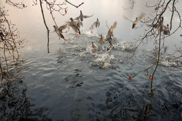 ducks veluwe national park