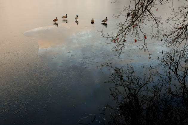 More ducks at Veluwe